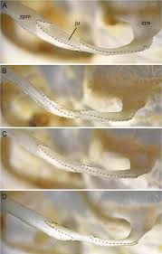 Attēlu rezultāti vaicājumam “Diderma cinereum macro”