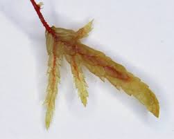 Attēlu rezultāti vaicājumam “Pleurozium schreberi sporophyte”