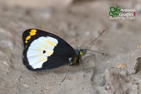 Attēlu rezultāti vaicājumam “Pieridae”