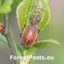 Attēlu rezultāti vaicājumam “Phyllobius”