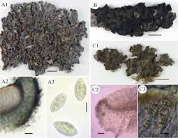 Attēlu rezultāti vaicājumam “Leptogium saturninum”