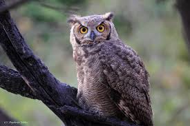 Attēlu rezultāti vaicājumam “Bubo bubo”