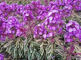 Image result for Phlox (großblumig)