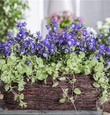 Image result for Glechoma hederacea