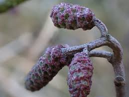 Attēlu rezultāti vaicājumam “Alnus glutinosa female flower”