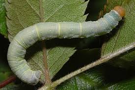 Attēlu rezultāti vaicājumam “Earophila badiata”