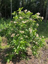 Attēlu rezultāti vaicājumam “Brachonyx pineti”