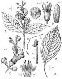 「カリーナ・モク DARKER THAN BLACK -黒の契約者-」の画像検索結果