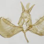 Attēlu rezultāti vaicājumam “Yponomeuta plumbella”