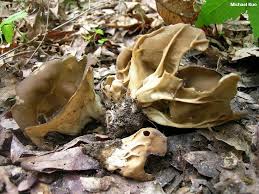 Attēlu rezultāti vaicājumam “Helvella acetabulum”