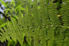 Attēlu rezultāti vaicājumam “Athyrium filix-femina”
