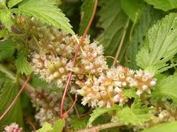 Attēlu rezultāti vaicājumam “Cuscuta europaea fruit”