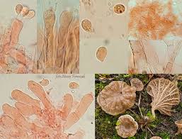 Attēlu rezultāti vaicājumam “Ombrophila violacea spores”