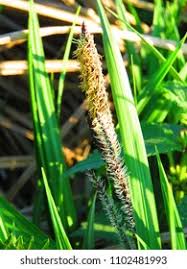 Attēlu rezultāti vaicājumam “Carex hirta female flower”