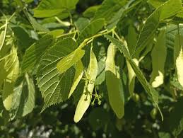 Attēlu rezultāti vaicājumam “Tilia platyphyllos Laciniata fruit”
