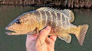 Image result for Lutjanus cyanopterus