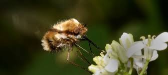 Attēlu rezultāti vaicājumam “Bombyliidae”