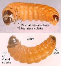 Attēlu rezultāti vaicājumam “Coleophora alticolella”