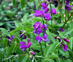 Attēlu rezultāti vaicājumam “Lathyrus vernus”
