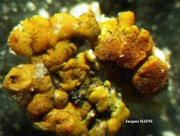 Attēlu rezultāti vaicājumam “Caloplaca scopularis”