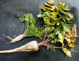 Image result for Pastinake