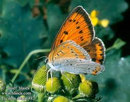 Attēlu rezultāti vaicājumam “Lycaena dispar male”