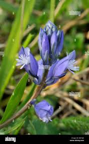 Attēlu rezultāti vaicājumam “Polygala vulgaris”