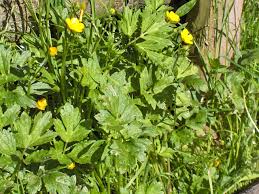 Attēlu rezultāti vaicājumam “Ranunculus cassubicus bud”