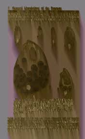 Attēlu rezultāti vaicājumam “Amaurochaete fusiformis spores”