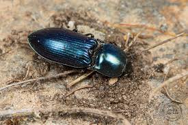 Attēlu rezultāti vaicājumam “Selatosomus aeneus”