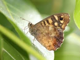 Attēlu rezultāti vaicājumam “Pararge aegeria underside”