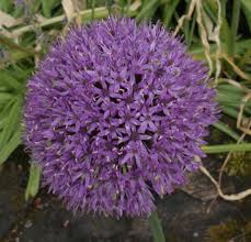 Attēlu rezultāti vaicājumam “Allium holandicum”