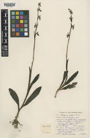 Attēlu rezultāti vaicājumam “Ophrys insectifera leaf”