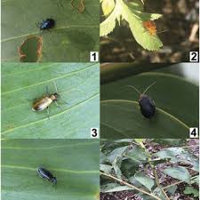 Attēlu rezultāti vaicājumam “Altica sp.”