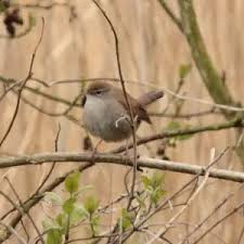 Image result for Cettia cetti