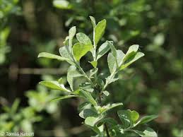 Attēlu rezultāti vaicājumam “Salix aurita leaf”