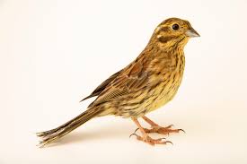 Image result for Emberiza cirlus