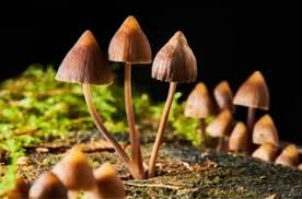 Attēlu rezultāti vaicājumam “Hypholoma sp.”