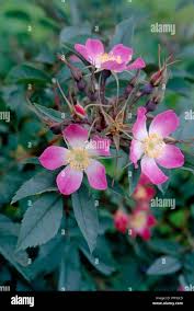 Attēlu rezultāti vaicājumam “Rosa glauca flower”