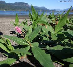 Attēlu rezultāti vaicājumam “Polygonum amphibium leaf”
