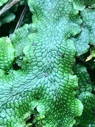 Attēlu rezultāti vaicājumam “Conocephalum salebrosum”