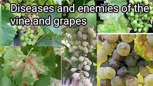 Attēlu rezultāti vaicājumam “Adoxus obscurus”