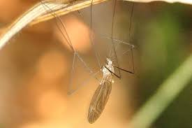 Attēlu rezultāti vaicājumam “Trichocera regelationis”