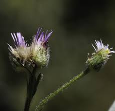 Attēlu rezultāti vaicājumam “Erigeron acris flower”
