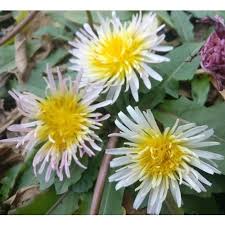 Attēlu rezultāti vaicājumam “Taraxacum suecicum”