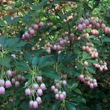 Attēlu rezultāti vaicājumam “Enkianthus campanulatus”