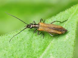 Attēlu rezultāti vaicājumam “Oedemera femorata”