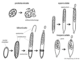 Attēlu rezultāti vaicājumam “Ascomycota”