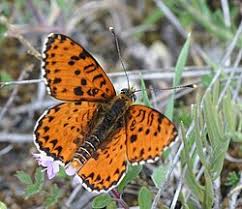 Attēlu rezultāti vaicājumam “Melitaea didyma”