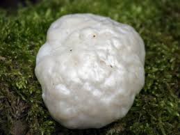 Attēlu rezultāti vaicājumam “Reticularia lycoperdon”